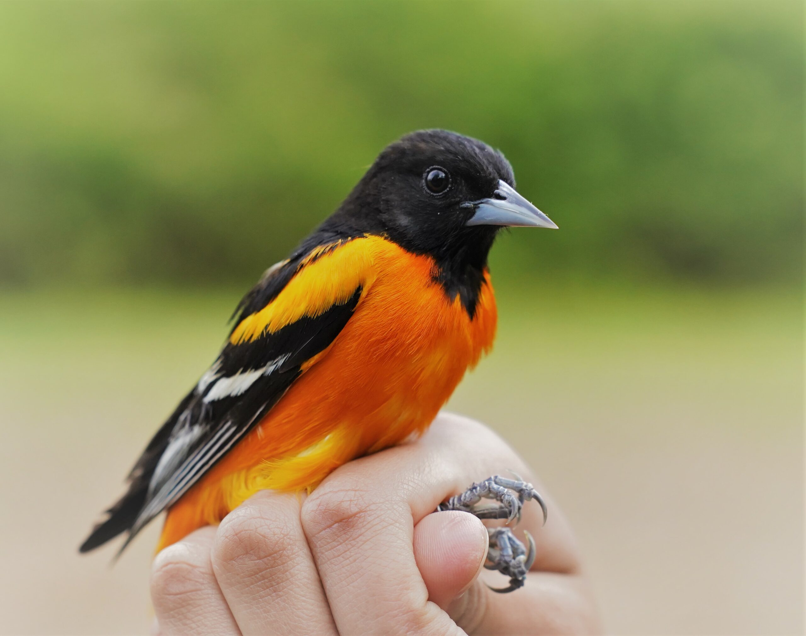 Most coffee production results in large-scale habitat destruction and has countless global impacts including the decline of migratory birds. You have the power to change that.  Baltimore Oriole by Aaron Coolman.