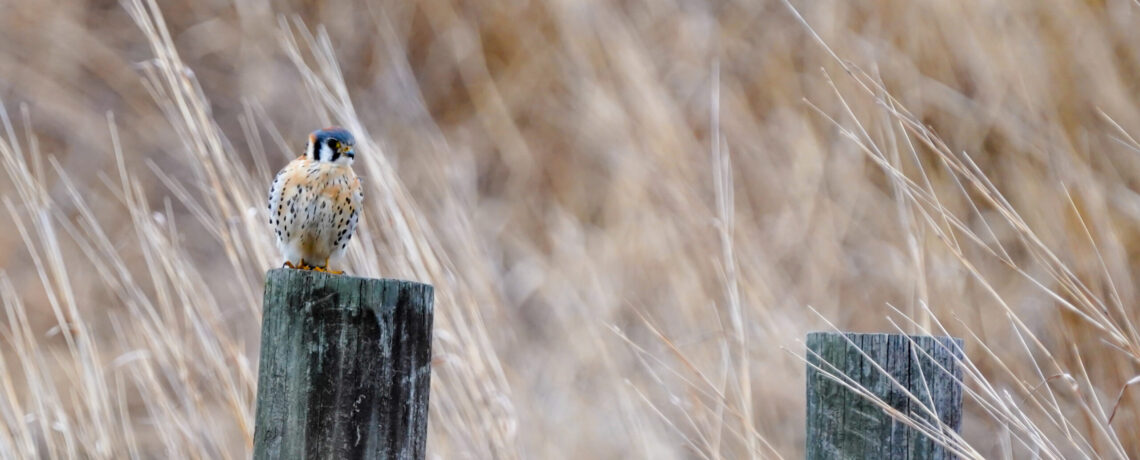 The Commonwealth of Pennsylvania Awards $1 Million Grant to Protect Open Space