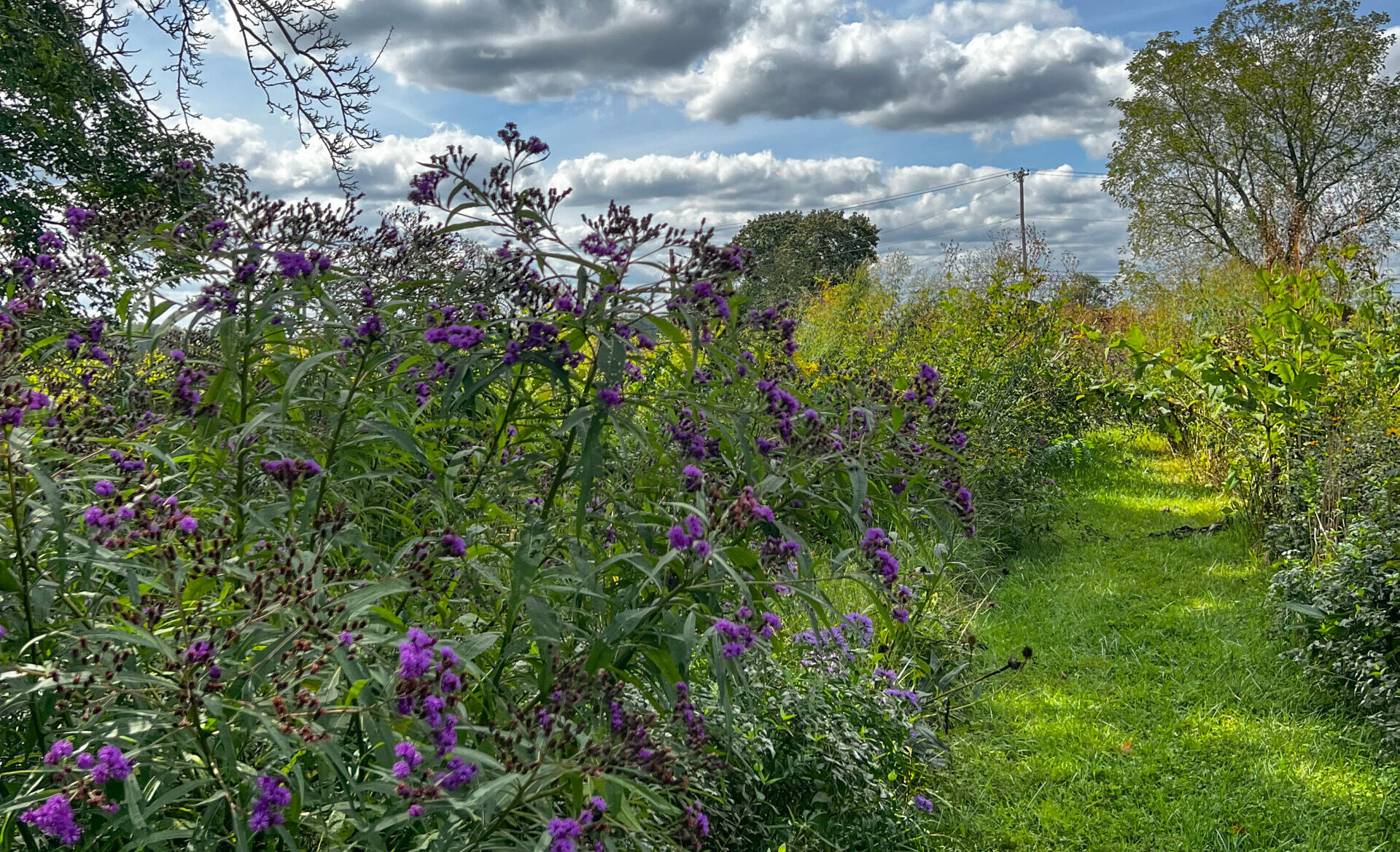 September Meadow 1