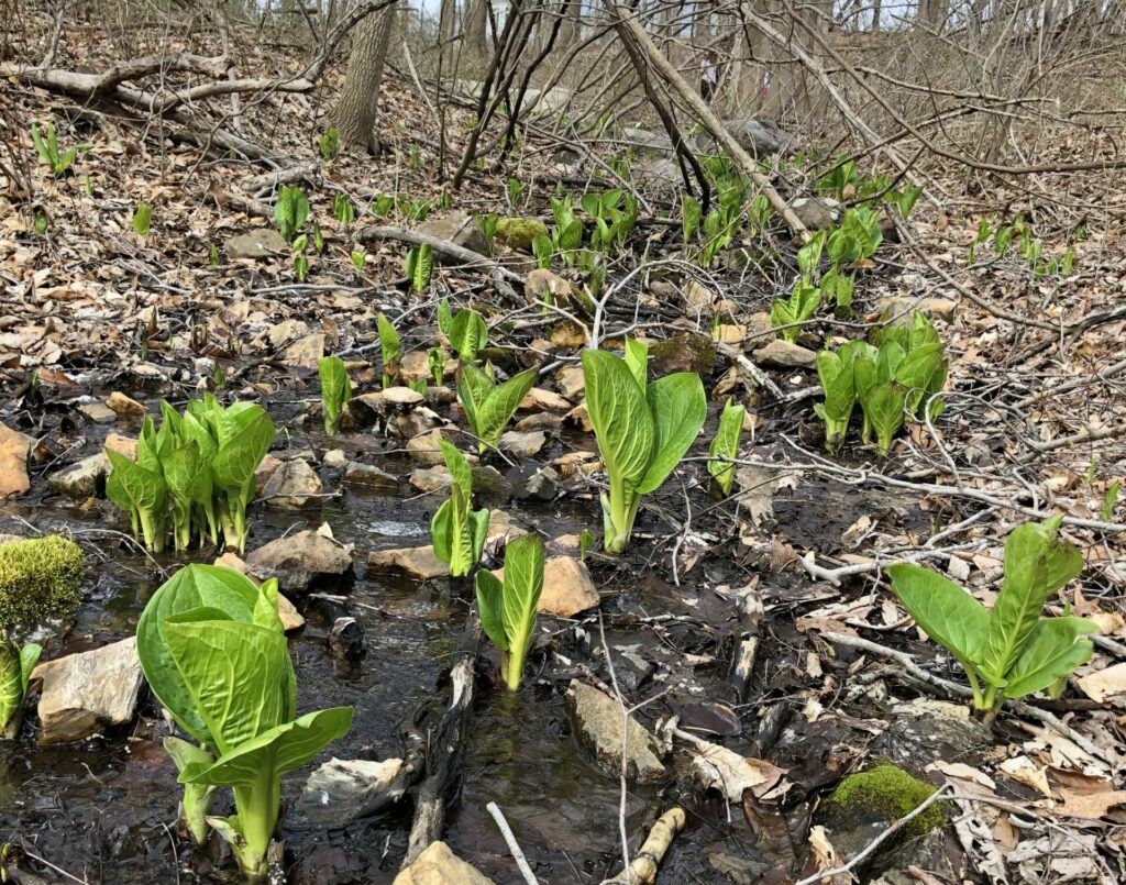 A Stinky Sign of Spring: Eastern Skunk Cabbage