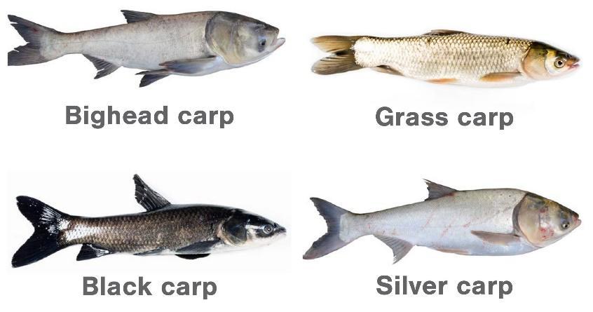 Asian Carp: A Call to Action | Tennessee Wildlife Federation