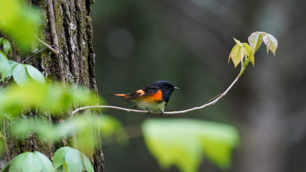 Saving Birds through Coffee