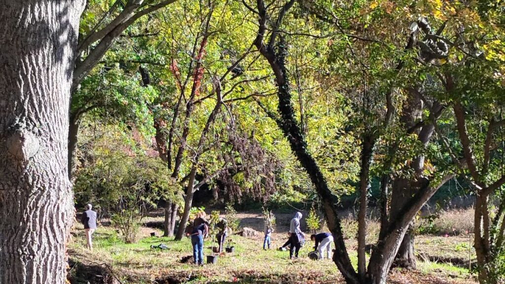 Willistown Conservation Trust Teams Up With Inveraray HOA to Plant 400 Trees and Shrubs!