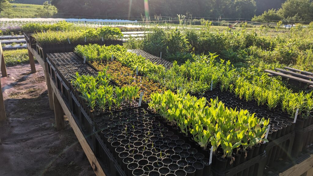 Building a Native Plant Nursery