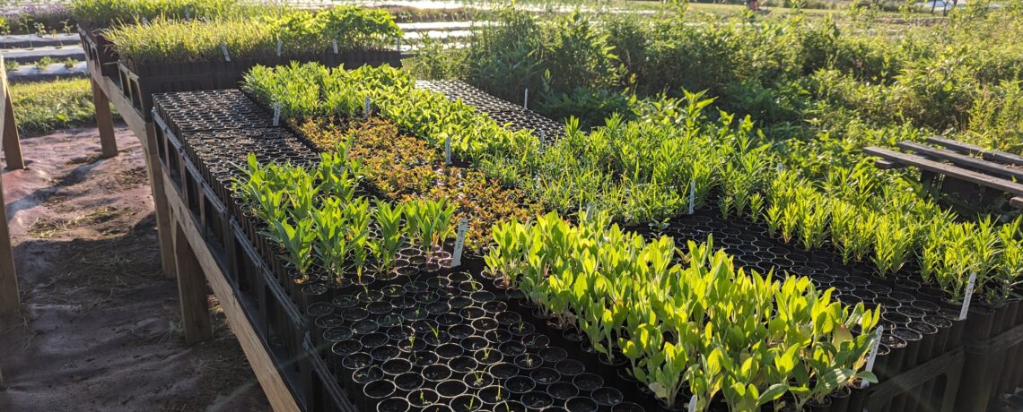 Building a Native Plant Nursery