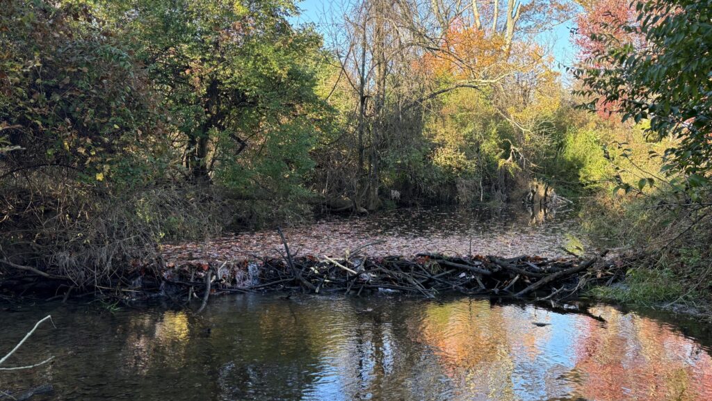 Busy Beavers Revive Thirsty Landscapes