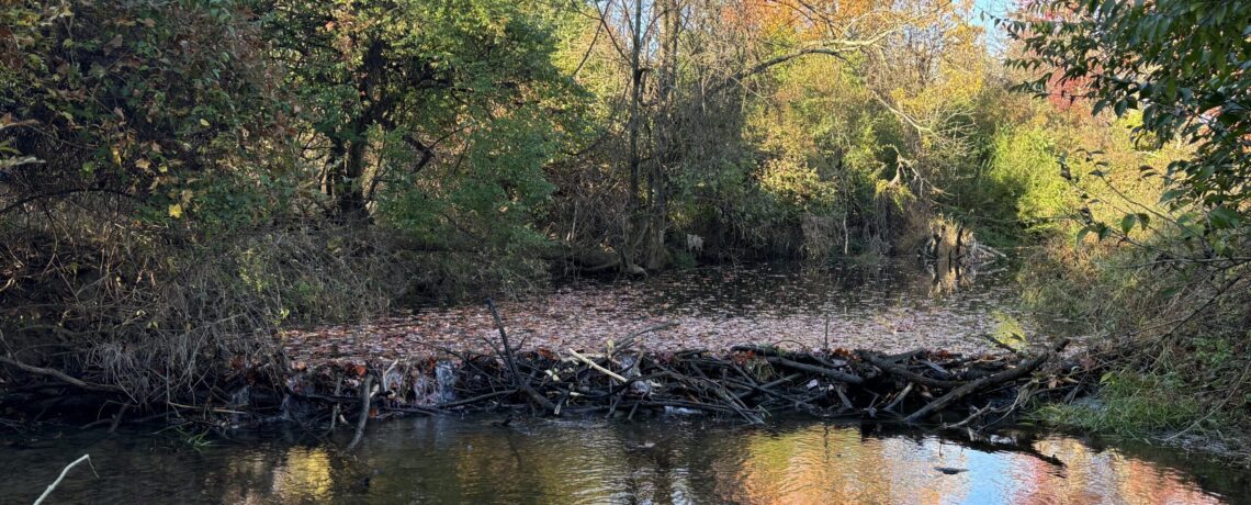 Busy Beavers Revive Thirsty Landscapes