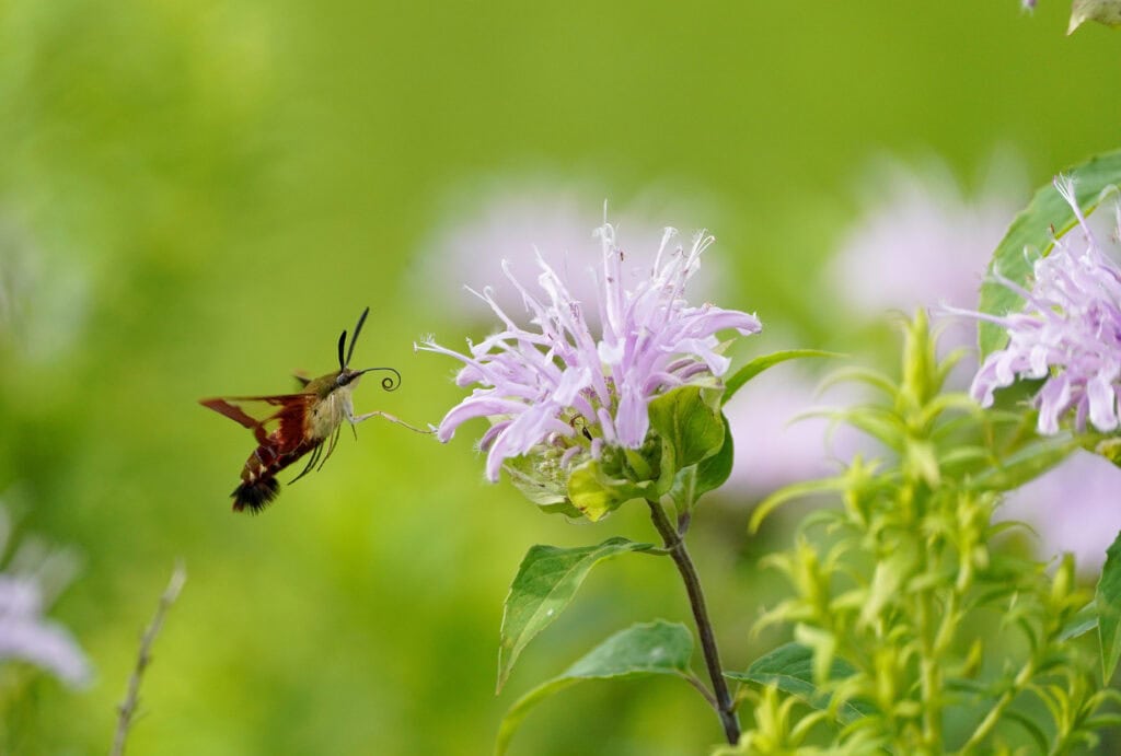 Choose Native Plants: Our New Responsibility Made Easy by a Local Techie