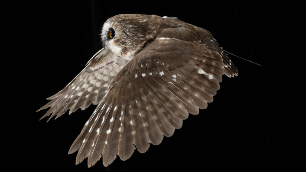 Northern Saw-whet Owl 2024 Field Research