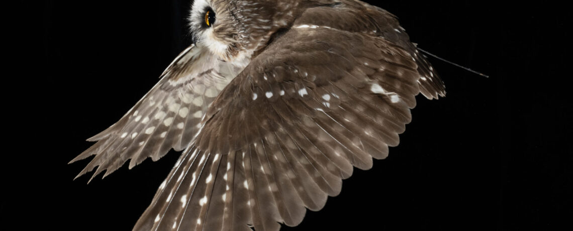 Northern Saw-whet Owl 2024 Field Research