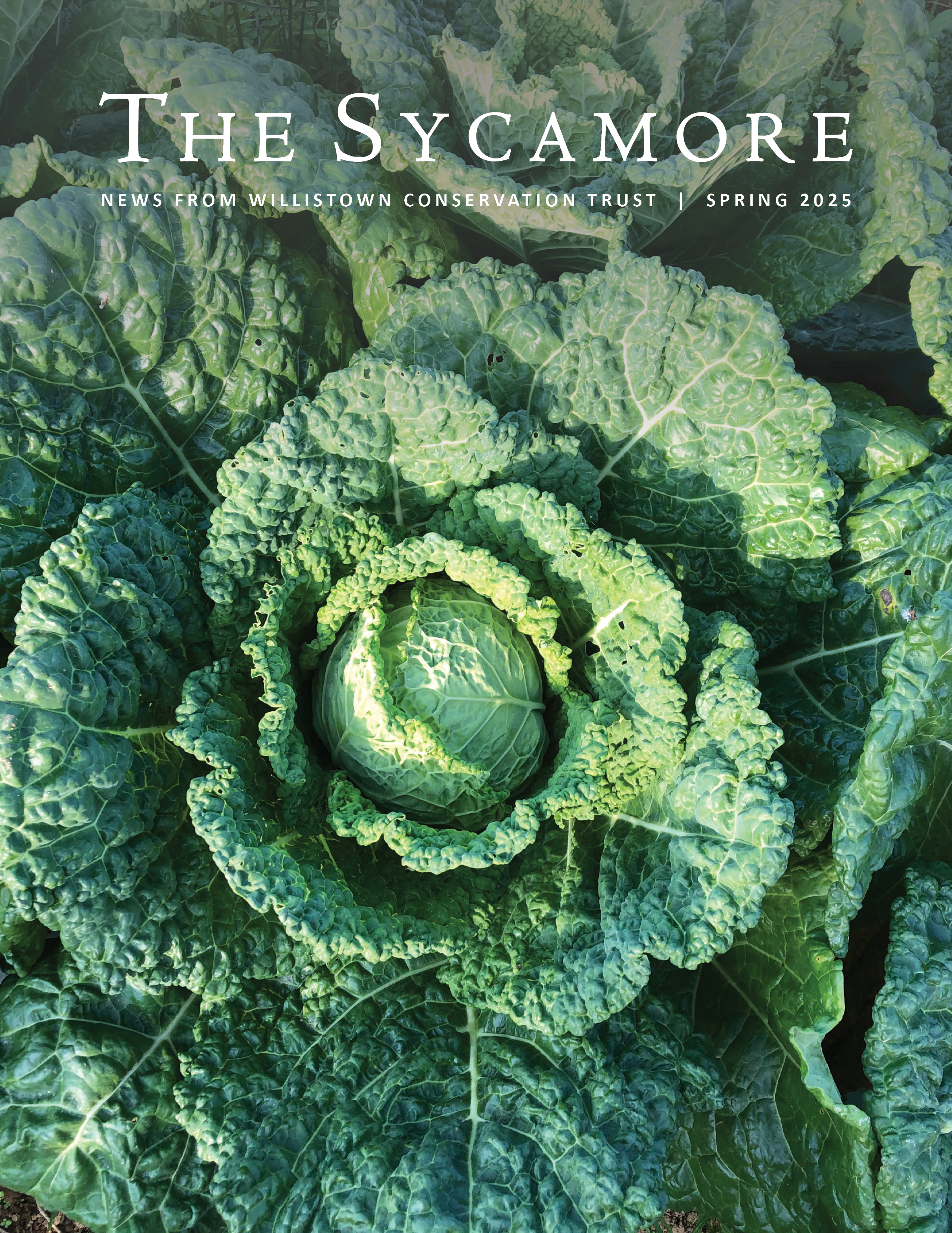 2025 Sycamore Newsletter_Spring_Front Cover Image_Molly Clark