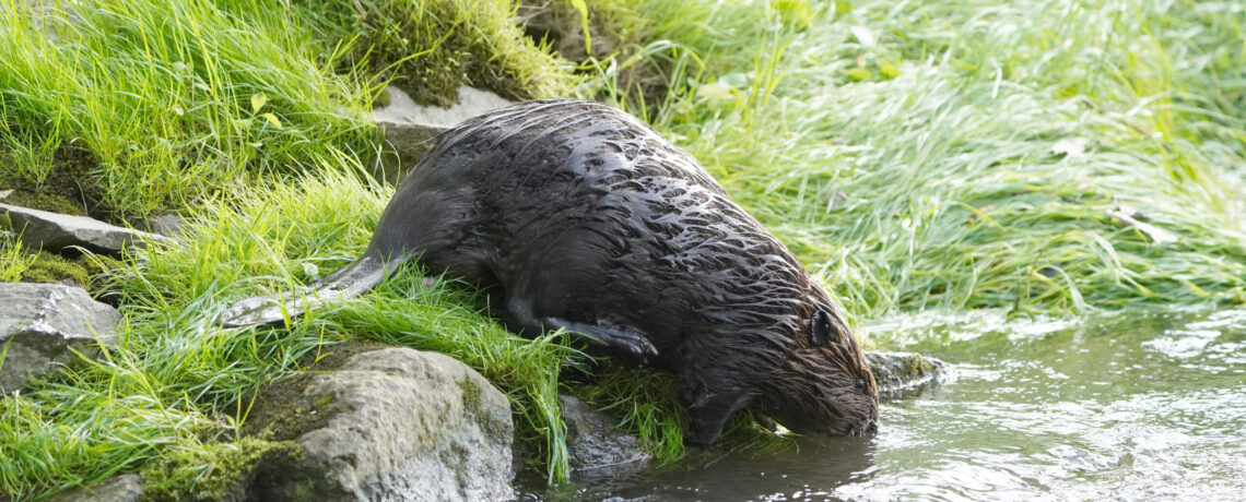 Beavers return to Ashbridge Preserve