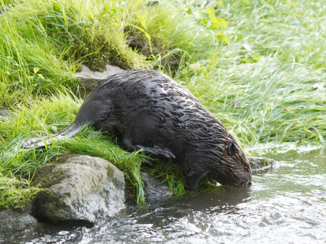 Beavers return to Ashbridge Preserve