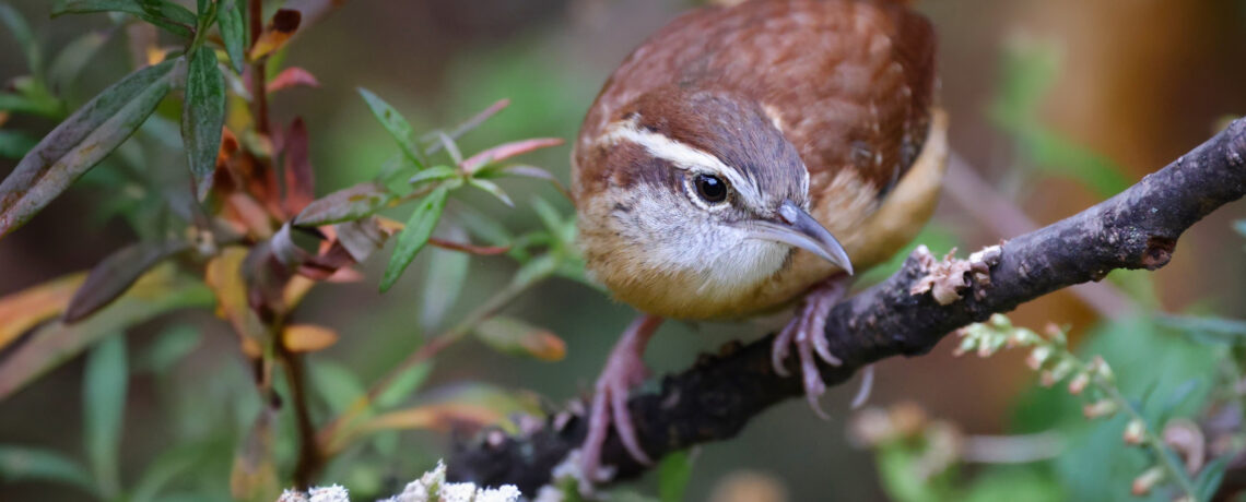 Beauty in the Brambles: A Primer for Seeing Your Wild Shrub Habitat in a New Light