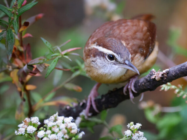 Beauty in the Brambles: A Primer for Seeing Your Wild Shrub Habitat in a New Light