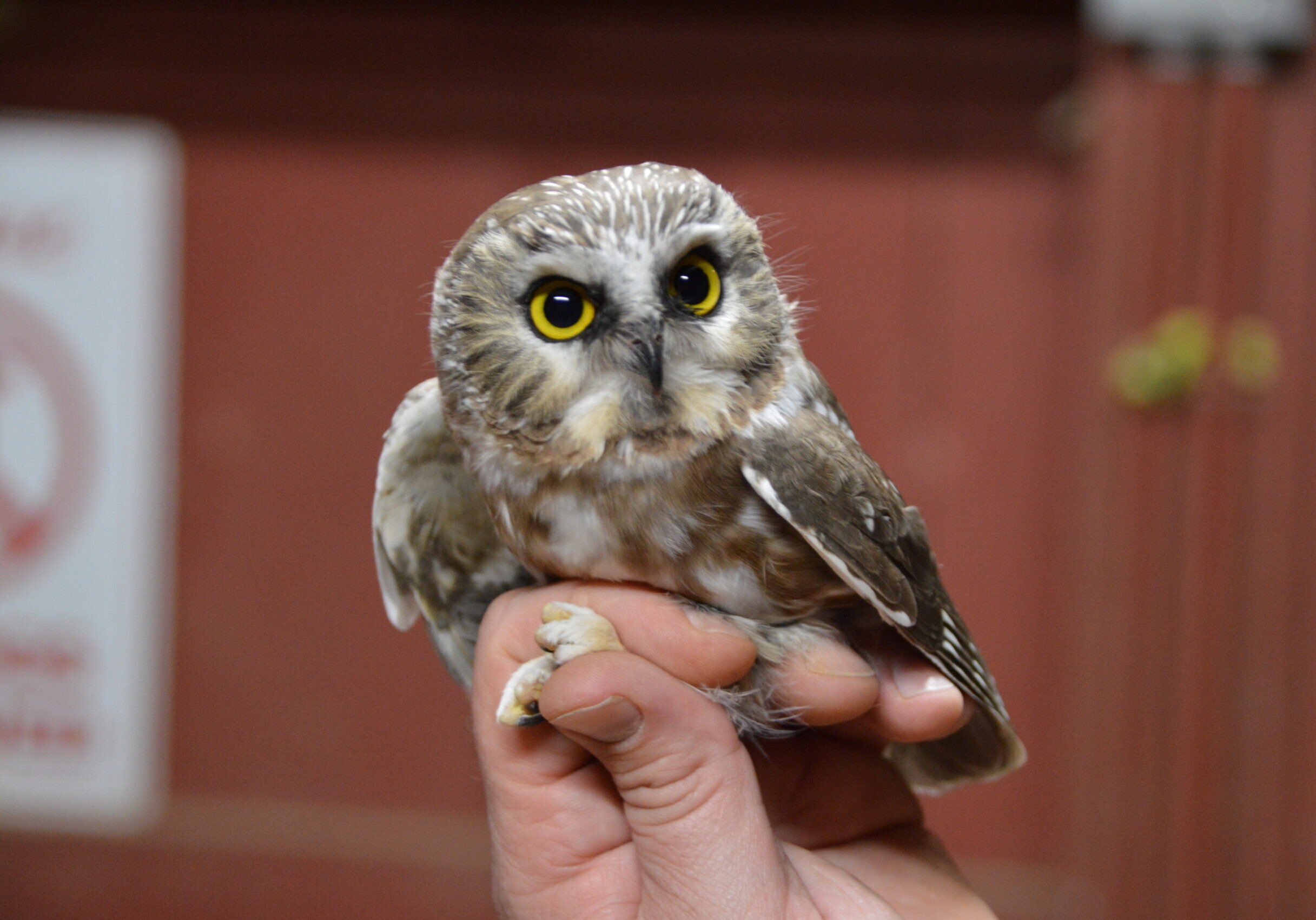 A Saw-whet Owl captured, recorded, and released at Rushton Woods Preserve_Photo by Blake Goll2