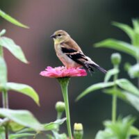 American goldfinch female 01 by Gary Gittis_for web