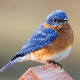 Bluebird Keeper