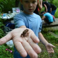 A Nature Keeper shows off a baby toad he found at Rushton Woods Preserve.  Photo by Blake Goll/Staff