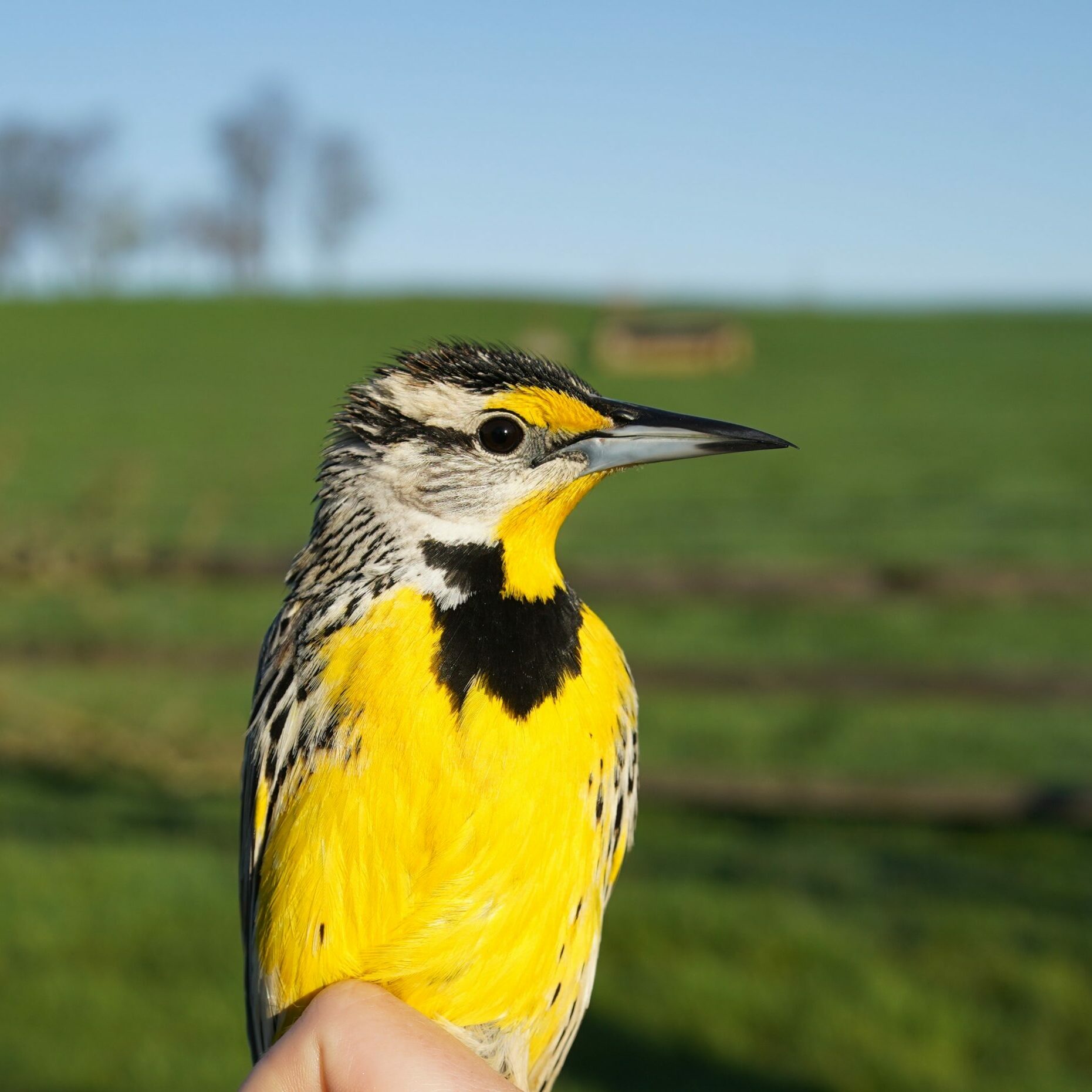 Eastern Meadowlark captured and released by WCT staff_Photo by Aaron Coolman