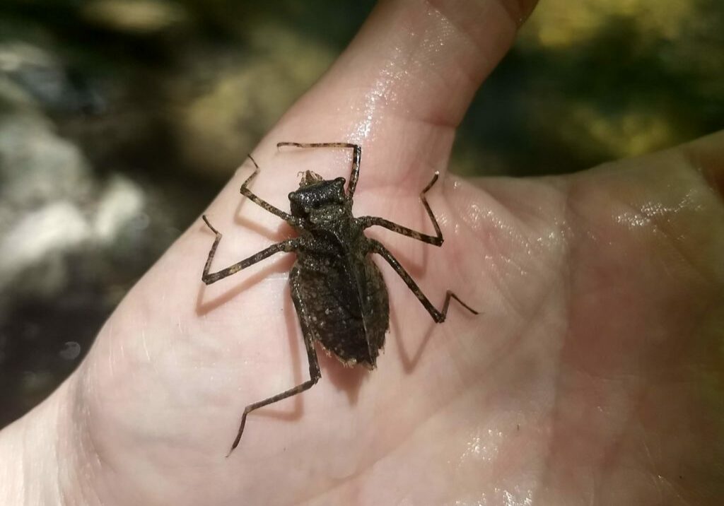 Pictured: Dragonfly Nymph (Odonata)