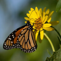 Monarch Butterfly on cup plant by Jennifer Mathes
