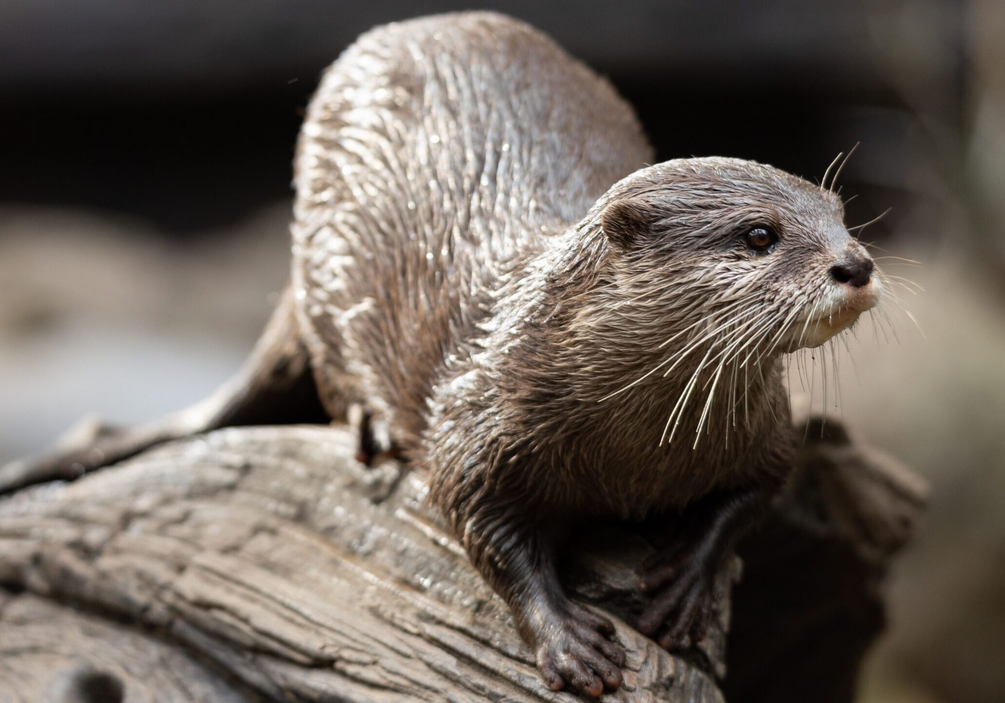 A closeup shot of an otter on a wooden surface on a blurry background