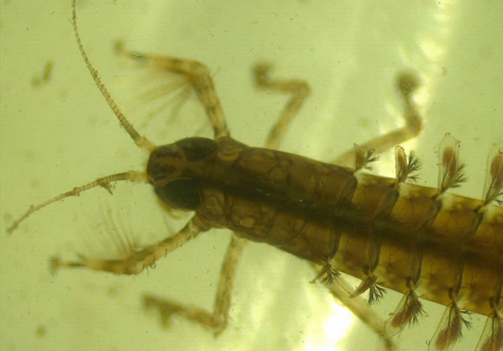 Pictured: Mayfly Nymph (Ephemeroptera)